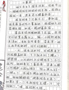 我喜欢吃柿子作优秀作文