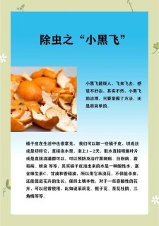 除虫行动作大学作