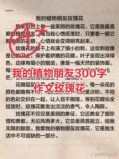 玫瑰花作六年级作文500字初一(优秀8篇)